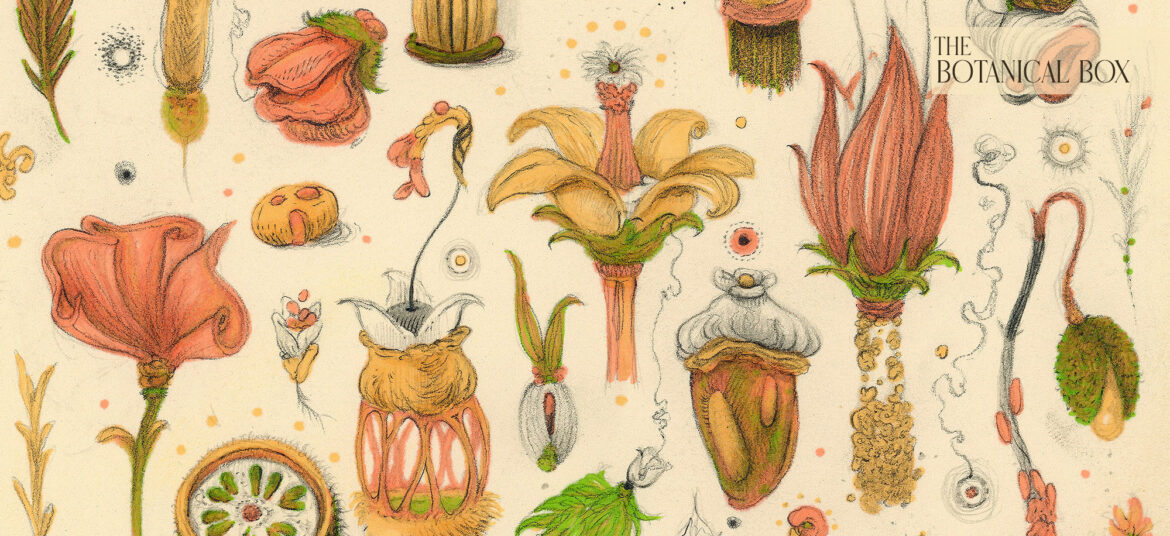 The_Botanical_Box_Soon_2